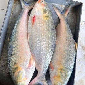 ৪ পিস ৮ কেজি 5499