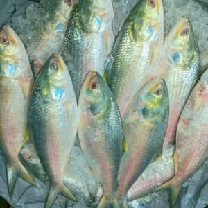 ১২ পিস ৬ কেজি ১৬৯৯ টাকা