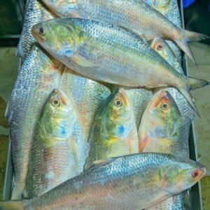 ৮ পিস ৬ কেজি ২১৯৯ টাকা